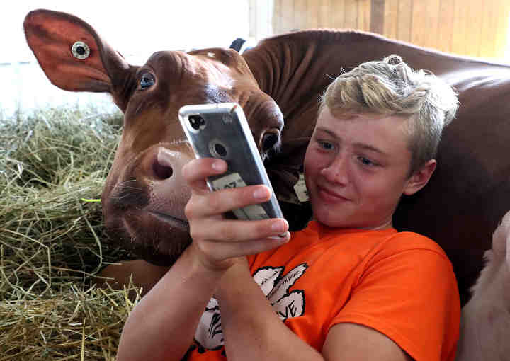 Hayden King, 14, and his dairy cow play games on his cell phone to pass the time in one of the barns at the Champaign County Fair.   (Bill Lackey / Springfield News-Sun)